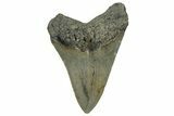 Serrated, Fossil Megalodon Tooth - North Carolina #328850-1